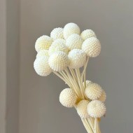 Стабилизиранa Kраспедия